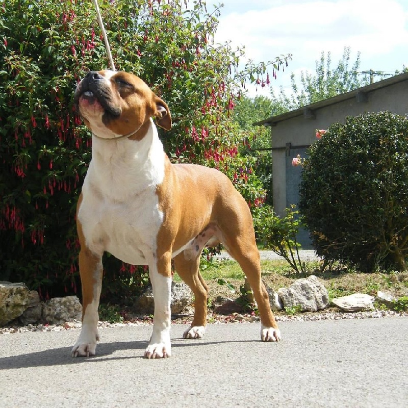 Les American Staffordshire Terrier de l'affixe Paradise Of Crystal Dogs
