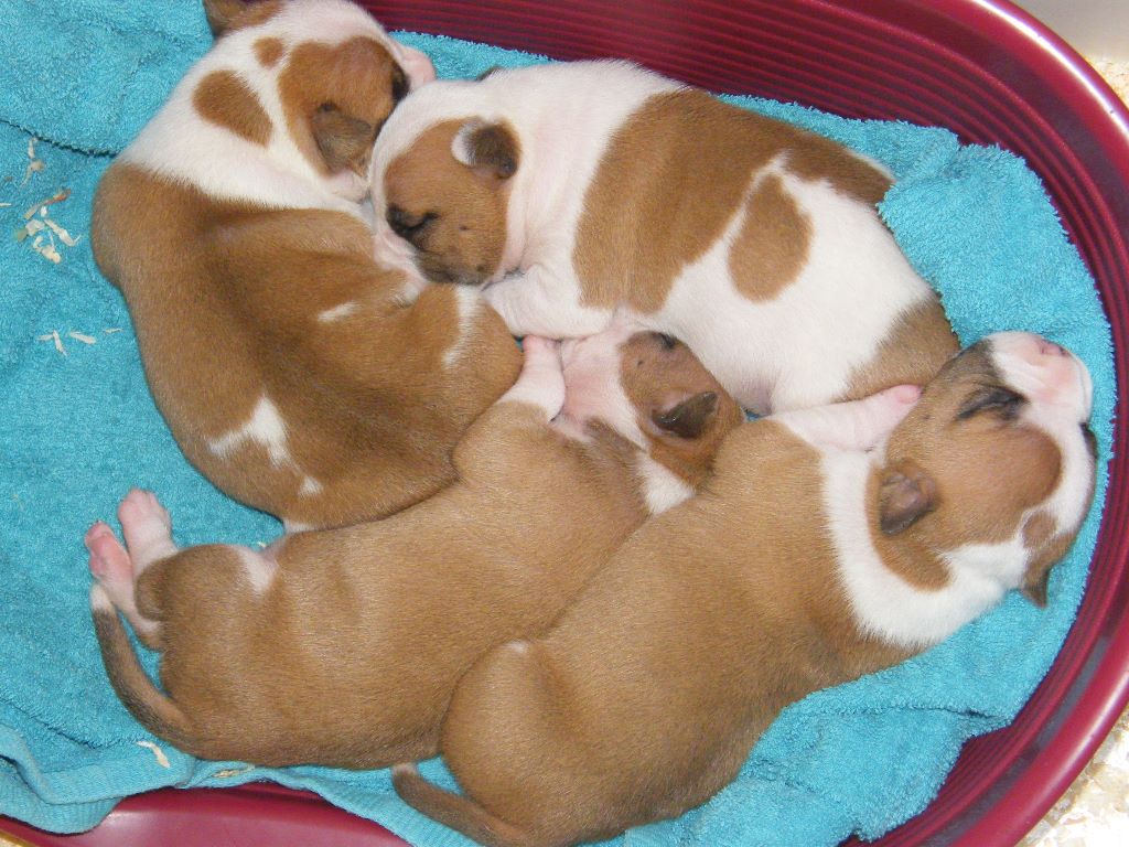 chiot American Staffordshire Terrier Paradise Of Crystal Dogs